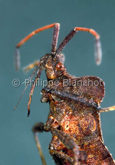 Coreus marginatus.JPG - Coreus marginatus (Portrait)PunaiseTrue BugTip wilterHemipteraCoreidaeFrance